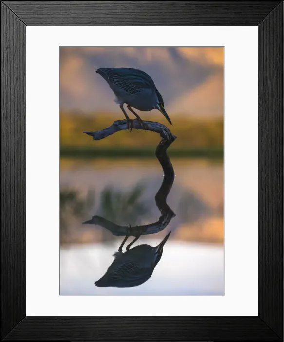 Framed Print : Greenbacked (striated) heron (Butorides striatus), Zimanga private game reserve Framed Print : Greenbacked (striated) heron (Butorides striatus), Zimanga private game reserve