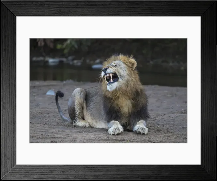 Framed Print : Lion (Panthera leo) yawning, Zimanga private game reserve, KwaZulu-Natal, South Africa Framed Print : Lion (Panthera leo) yawning, Zimanga private game reserve, KwaZulu-Natal, South Africa