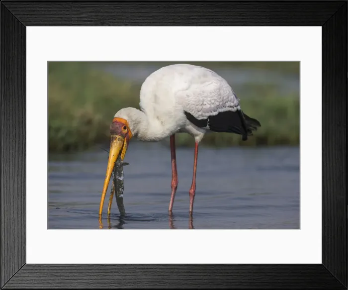 Framed Print : Yellow-billed stork (Mycteria ibis) with fish, Chobe National Park, Botswana, Africa Framed Print : Yellow-billed stork (Mycteria ibis) with fish, Chobe National Park, Botswana, Africa