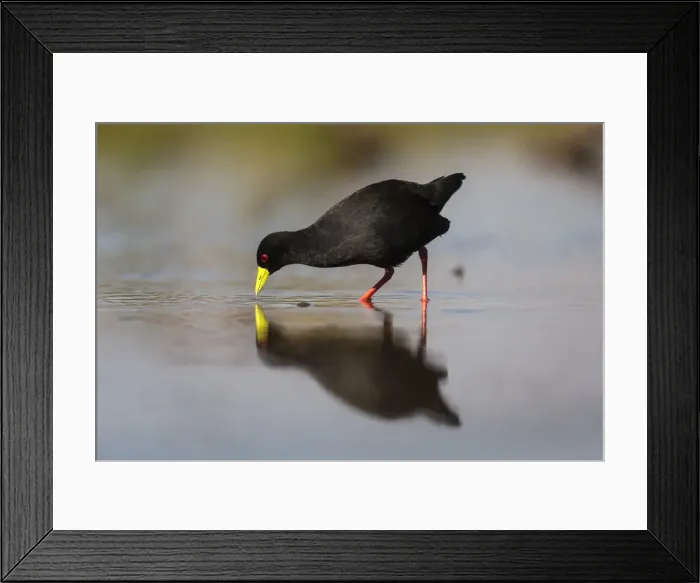 Framed Print : Black crake (Amaurornis flavirostra), Zimanga game reserve, KwaZulu-Natal, South Africa Framed Print : Black crake (Amaurornis flavirostra), Zimanga game reserve, KwaZulu-Natal, South Africa