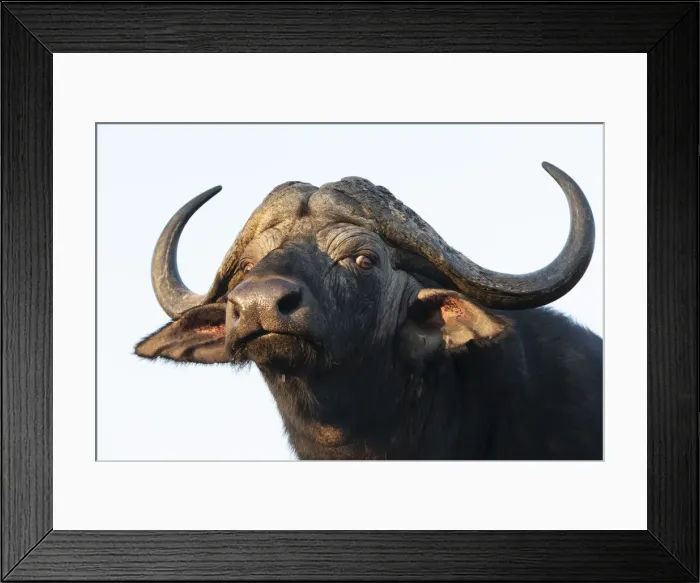 Framed Print : Cape buffalo (Syncerus caffer), Zimanga private game reserve, KwaZulu-Natal, South Africa Framed Print : Cape buffalo (Syncerus caffer), Zimanga private game reserve, KwaZulu-Natal, South Africa