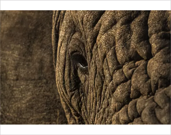 African elephant (Loxodonta africana), Zimanga game reserve, KwaZulu-Natal, South Africa