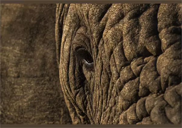 African elephant (Loxodonta africana), Zimanga game reserve, KwaZulu-Natal, South Africa