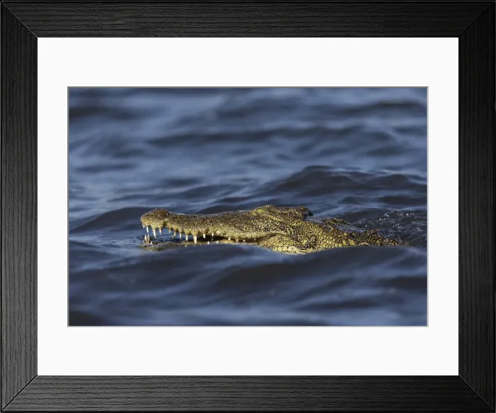 Framed Print : Nile crocodile (Crocodylus niloticus), Chobe River, Botswana, Africa Framed Print : Nile crocodile (Crocodylus niloticus), Chobe River, Botswana, Africa