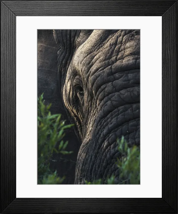 Framed Print : Elephant (Loxodonta africana), Zimanga private game reserve, KwaZulu-Natal, South Africa Framed Print : Elephant (Loxodonta africana), Zimanga private game reserve, KwaZulu-Natal, South Africa
