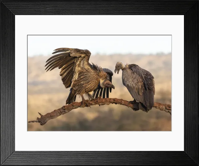 Framed Print : Whitebacked vultures (Gyps africanus), Zimanga private game reserve, KwaZulu-Natal Framed Print : Whitebacked vultures (Gyps africanus), Zimanga private game reserve, KwaZulu-Natal