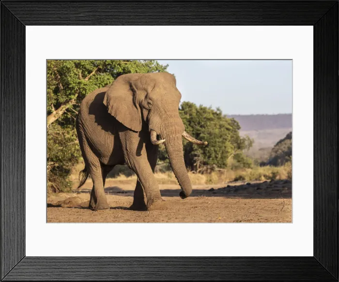 Framed Print : African elephant (Loxodonta africana), Zimanga game reserve, KwaZulu-Natal, South Africa Framed Print : African elephant (Loxodonta africana), Zimanga game reserve, KwaZulu-Natal, South Africa