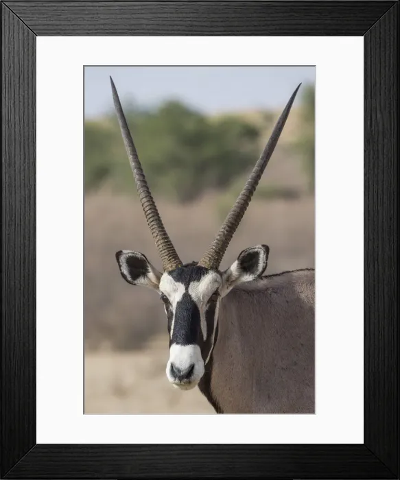 Framed Print : Gemsbok (Oryx gazella), Kgalagadi Transfrontier Park, South Africa, Africa Framed Print : Gemsbok (Oryx gazella), Kgalagadi Transfrontier Park, South Africa, Africa