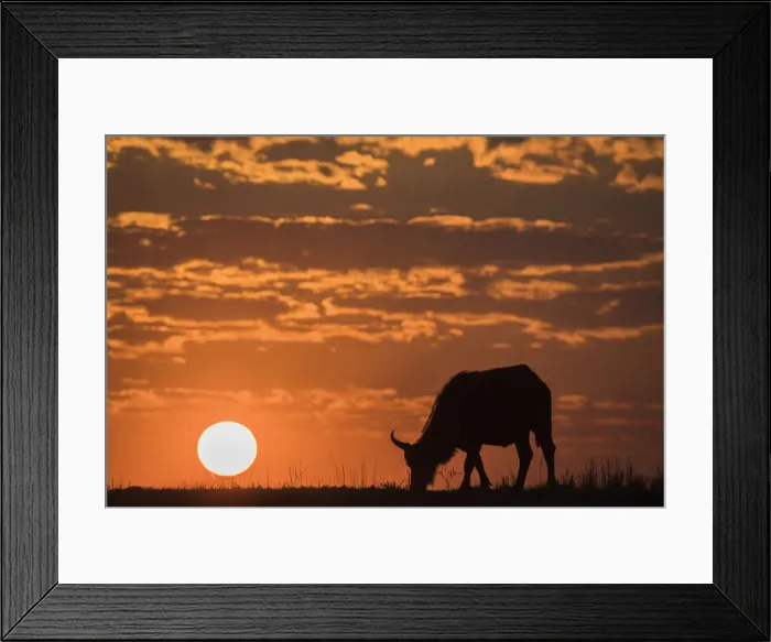 Framed Print : Cape buffalo (Syncerus caffer) at sunset, Chobe National Park, Botswana, Africa Framed Print : Cape buffalo (Syncerus caffer) at sunset, Chobe National Park, Botswana, Africa