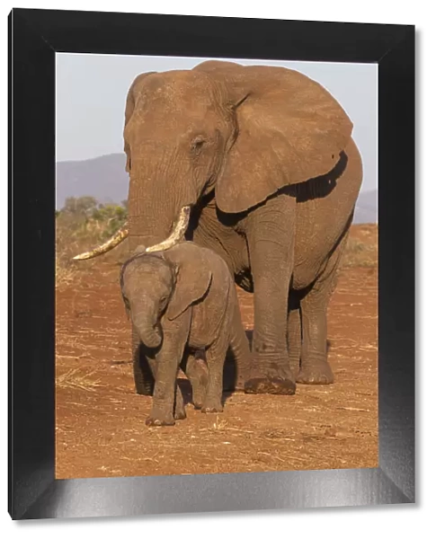 African elephant (Loxodonta africana) and calf, Zimanga game reserve, KwaZulu-Natal