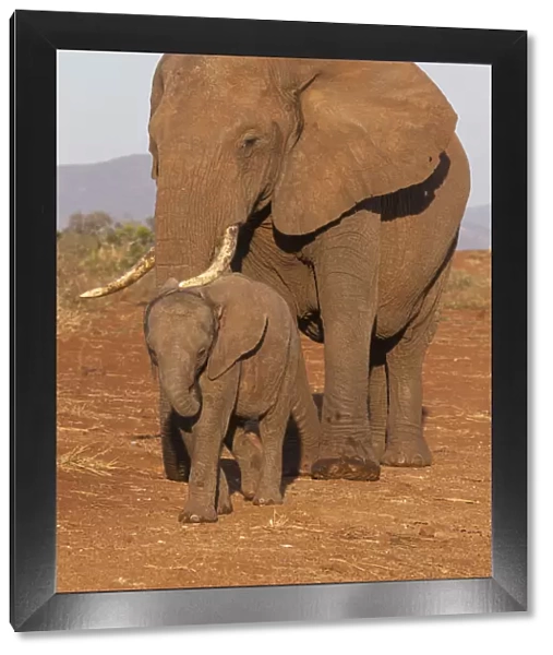 African elephant (Loxodonta africana) and calf, Zimanga game reserve, KwaZulu-Natal