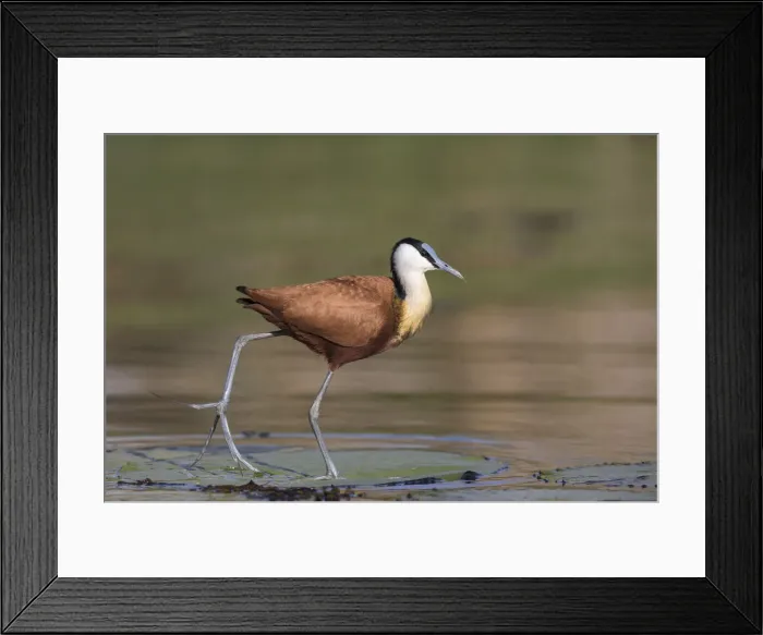 Framed Print : African jacana (Actophilornis africanus), Chobe River, Botswana, Africa Framed Print : African jacana (Actophilornis africanus), Chobe River, Botswana, Africa
