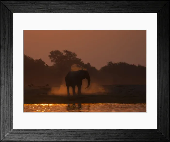 Framed Print : African elephant (Loxodonta africana) dusting at sunset, Chobe National Park, Botswana Framed Print : African elephant (Loxodonta africana) dusting at sunset, Chobe National Park, Botswana