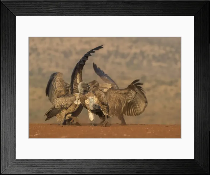 Framed Print : Whitebacked vulture (Gyps africanus) fighting over food, Zimanga private game reserve Framed Print : Whitebacked vulture (Gyps africanus) fighting over food, Zimanga private game reserve