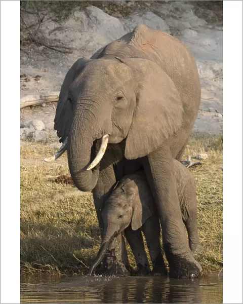African elephant (Loxodonta africana) with calf drinking, Chobe National Park, Botswana