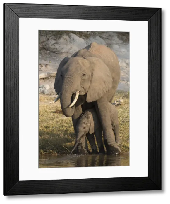 Framed Print : African elephant (Loxodonta africana) with calf drinking, Chobe National Park, Botswana Framed Print : African elephant (Loxodonta africana) with calf drinking, Chobe National Park, Botswana