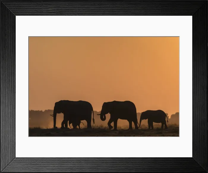 Framed Print : African elephants (Loxodonta africana) at sunset, Chobe National Park, Botswana, Africa Framed Print : African elephants (Loxodonta africana) at sunset, Chobe National Park, Botswana, Africa