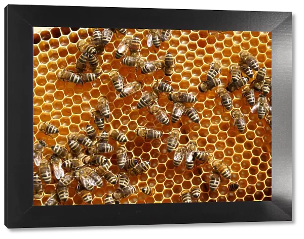 Carniolan honey bees, Santa Giustina, Belluno, Italy, Europe