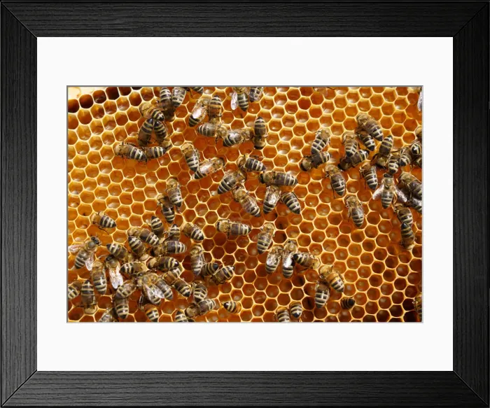 Framed Print : Carniolan honey bees, Santa Giustina, Belluno, Italy, Europe Framed Print : Carniolan honey bees, Santa Giustina, Belluno, Italy, Europe