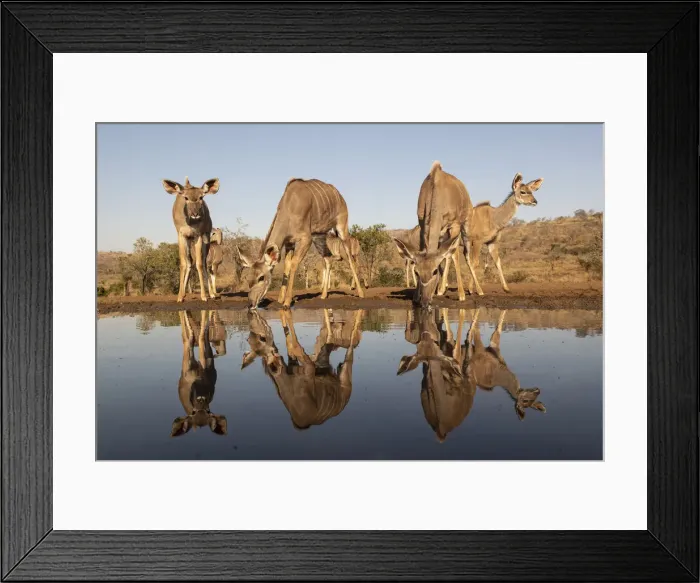 Framed Print : Greater kudu (Tragelaphus strepsiceros) at water, Zimanga private game reserve Framed Print : Greater kudu (Tragelaphus strepsiceros) at water, Zimanga private game reserve