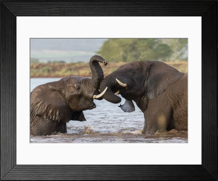 Framed Print : African elephants (Loxodonta africana) playfighting in water, Zimanga game reserve Framed Print : African elephants (Loxodonta africana) playfighting in water, Zimanga game reserve
