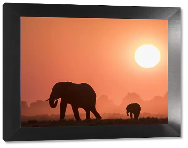 African elephants (Loxodonta africana) at sunset, Chobe National Park, Botswana, Africa