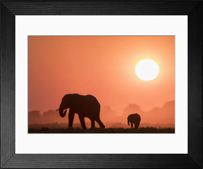 Framed Print : African elephants (Loxodonta africana) at sunset, Chobe National Park, Botswana, Africa Framed Print : African elephants (Loxodonta africana) at sunset, Chobe National Park, Botswana, Africa