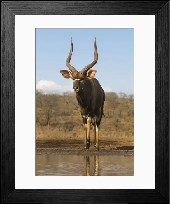 Framed Print : Nyala (Tragelaphus angasii) male at water, Zimanga private game reserve, KwaZulu-Natal Framed Print : Nyala (Tragelaphus angasii) male at water, Zimanga private game reserve, KwaZulu-Natal