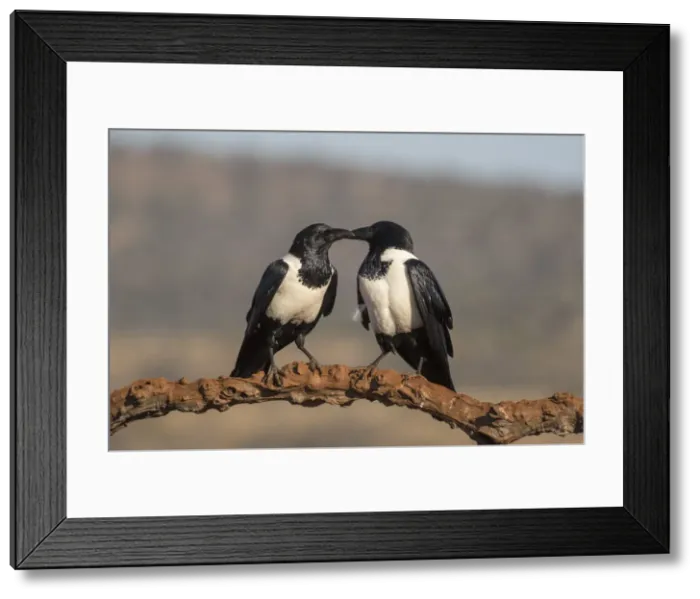 Framed Print : Pied crows (Corvus albus), Zimanga private game reserve, KwaZulu-Natal, South Africa Framed Print : Pied crows (Corvus albus), Zimanga private game reserve, KwaZulu-Natal, South Africa