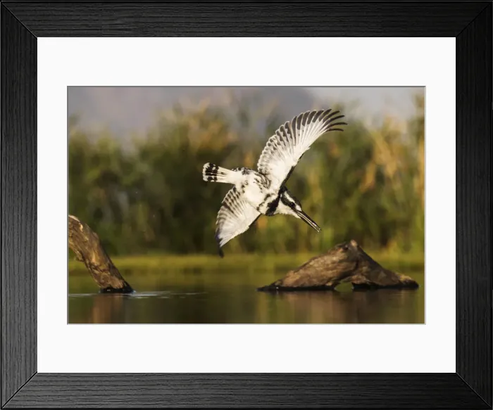 Framed Print : Pied kingfisher (Ceryle rudis) diving, Zimanga private game reserve, KwaZulu-Natal Framed Print : Pied kingfisher (Ceryle rudis) diving, Zimanga private game reserve, KwaZulu-Natal