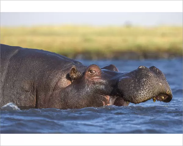 Hippo (Hippopotamus amphibius), Chobe National Park, Botswana, Africa