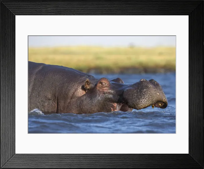 Framed Print : Hippo (Hippopotamus amphibius), Chobe National Park, Botswana, Africa Framed Print : Hippo (Hippopotamus amphibius), Chobe National Park, Botswana, Africa