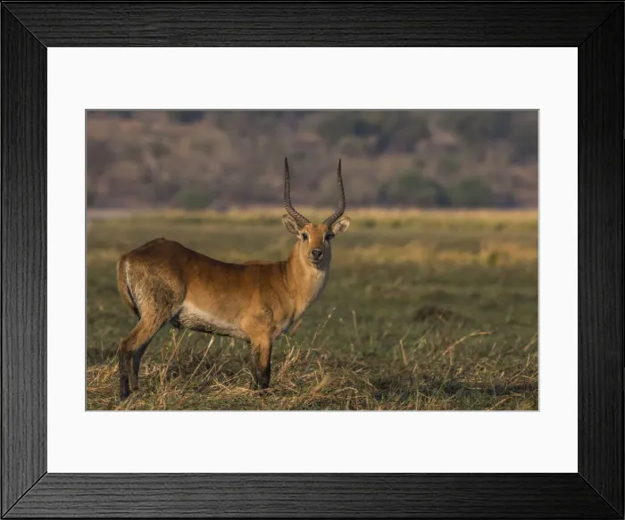 Framed Print : Red lechwe (Kobus leche), Chobe National Park, Botswana, Africa Framed Print : Red lechwe (Kobus leche), Chobe National Park, Botswana, Africa