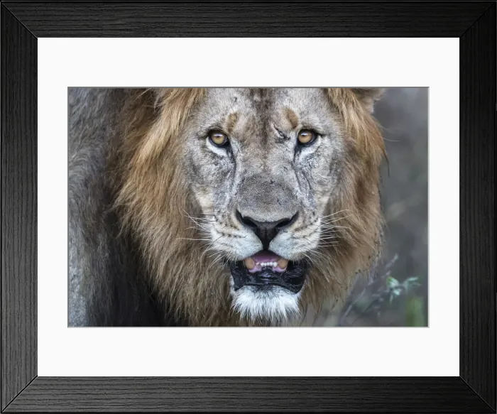 Framed Print : Lion (Panthera leo), Zimanga private game reserve, KwaZulu-Natal, South Africa, Africa Framed Print : Lion (Panthera leo), Zimanga private game reserve, KwaZulu-Natal, South Africa, Africa