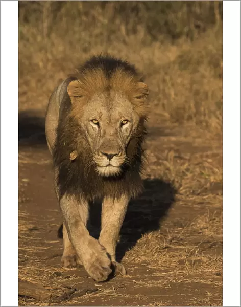 Lion (Panthera leo), Zimanga private game reserve, KwaZulu-Natal, South Africa, Africa
