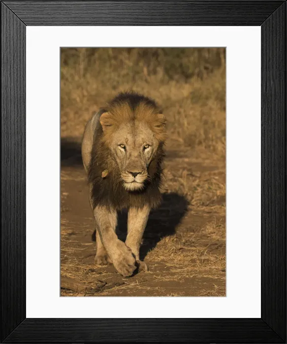 Framed Print : Lion (Panthera leo), Zimanga private game reserve, KwaZulu-Natal, South Africa, Africa Framed Print : Lion (Panthera leo), Zimanga private game reserve, KwaZulu-Natal, South Africa, Africa