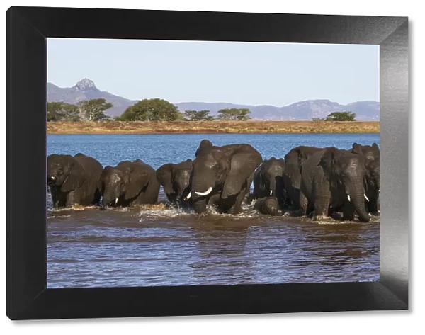 African elephants (Loxodonta africana) in water, Zimanga game reserve, KwaZulu-Natal