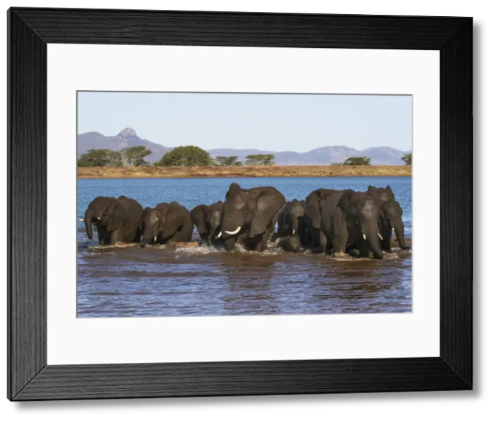 Framed Print : African elephants (Loxodonta africana) in water, Zimanga game reserve, KwaZulu-Natal Framed Print : African elephants (Loxodonta africana) in water, Zimanga game reserve, KwaZulu-Natal