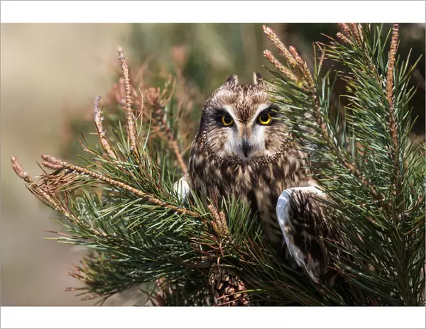 Short-eared owl (Asio flammeus) captive, Holy Island, Northumberland, England, United