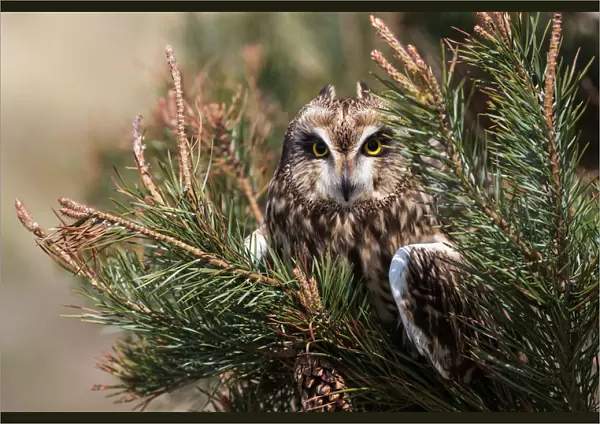 Short-eared owl (Asio flammeus) captive, Holy Island, Northumberland, England, United