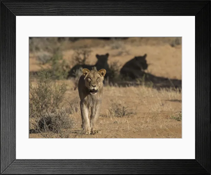 Framed Print : Lion (Panthera leo) male, Kgalagadi Transfrontier Park, South Africa