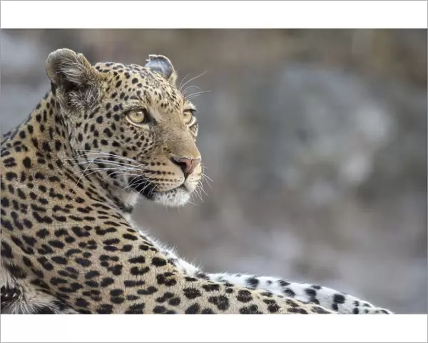 Leopard (Panthera pardus) female, Chobe National Park, Botswana, Africa