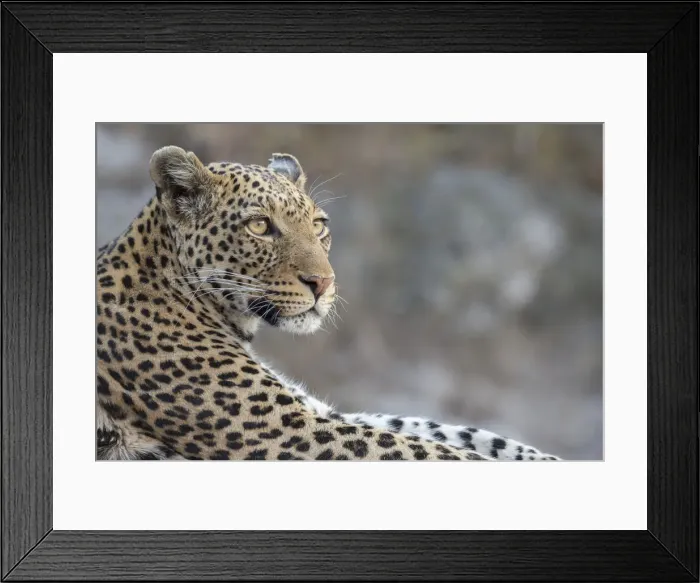 Framed Print : Leopard (Panthera pardus) female, Chobe National Park, Botswana, Africa Framed Print : Leopard (Panthera pardus) female, Chobe National Park, Botswana, Africa