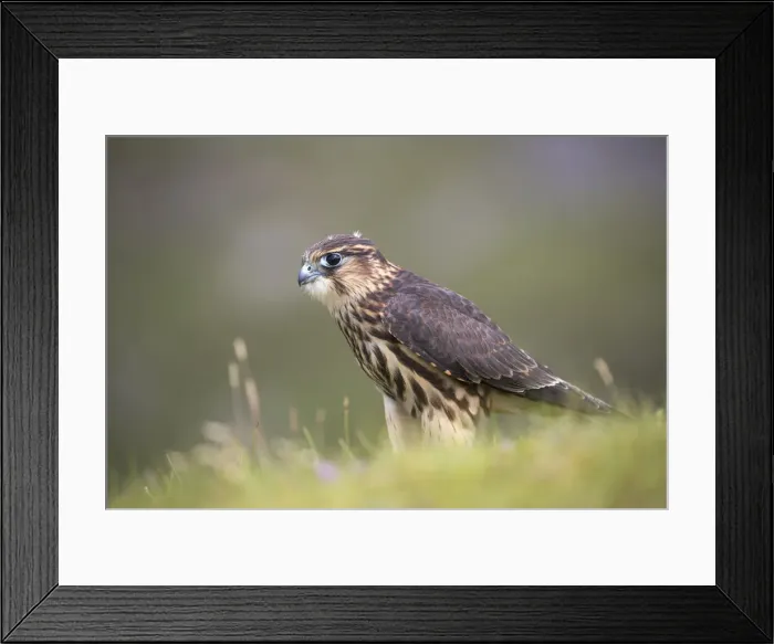 Framed Print : Merlin (Falco columbarius), captive, Cumbria, England, United Kingdom, Europe Framed Print : Merlin (Falco columbarius), captive, Cumbria, England, United Kingdom, Europe