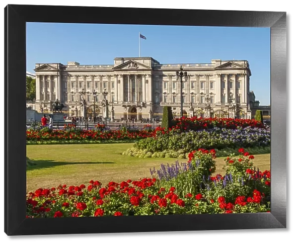 Geraniums, Buckingham Palace, London, England, United Kingdom, Europe