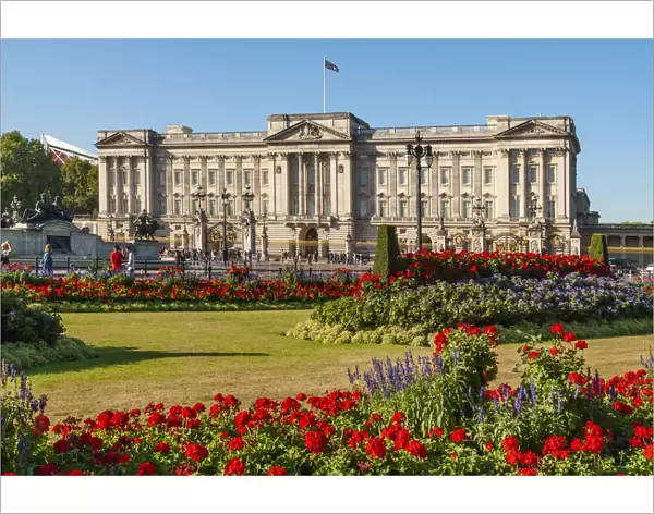 Geraniums, Buckingham Palace, London, England, United Kingdom, Europe