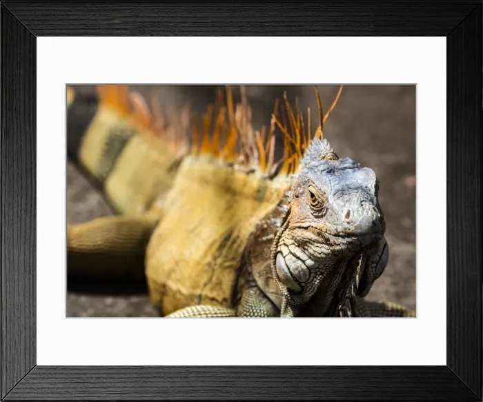 Framed Print : Green iguana (Iguana iguana) near La Fortuna, Arenal, Alajuela Province, Costa Rica Framed Print : Green iguana (Iguana iguana) near La Fortuna, Arenal, Alajuela Province, Costa Rica