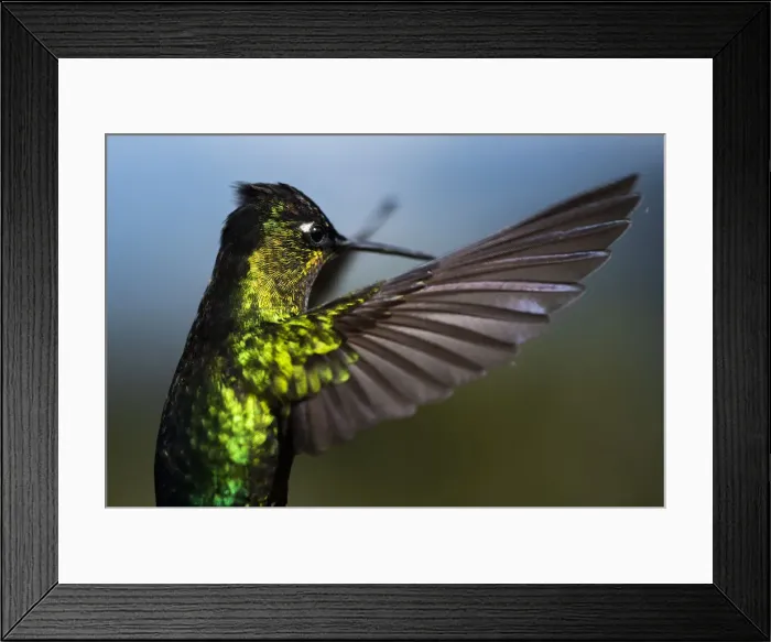 Framed Print : Fiery-throated Hummingbird (Panterpe insignis), San Gerardo de Dota, San Jose Province Framed Print : Fiery-throated Hummingbird (Panterpe insignis), San Gerardo de Dota, San Jose Province