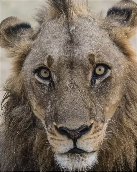 An adult male lion (Panthera leo), South Luangwa National Park, Zambia, Africa