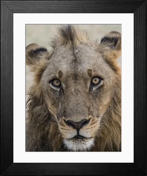 Framed Print : An adult male lion (Panthera leo), South Luangwa National Park, Zambia, Africa Framed Print : An adult male lion (Panthera leo), South Luangwa National Park, Zambia, Africa